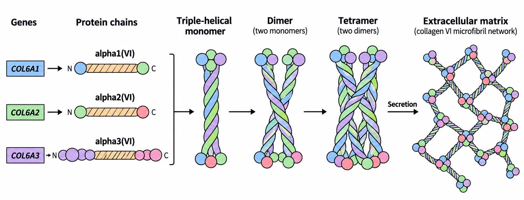 Simplified collagen VI assembly