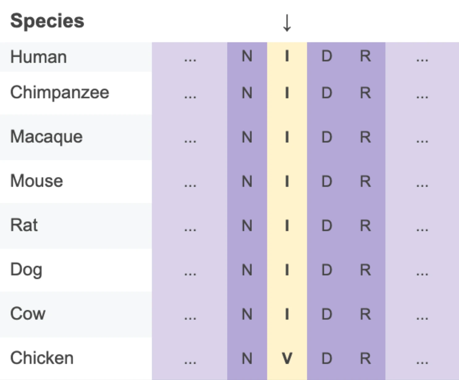 Conservation of COL6A3 I1563 and its surrounding sequence across species